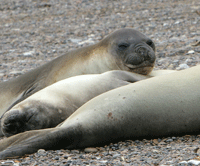 elephant seal