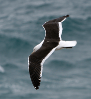 Flying gull
