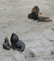 Sea Lions