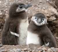 penguin chicks