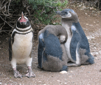 penguin squalking