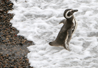 penguin swimming