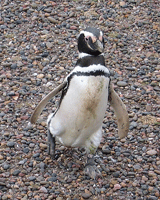 penguin walking