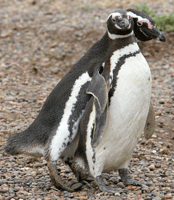 penguins courting