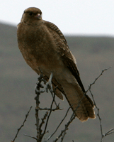 scavenger bird