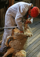 sheep shearing