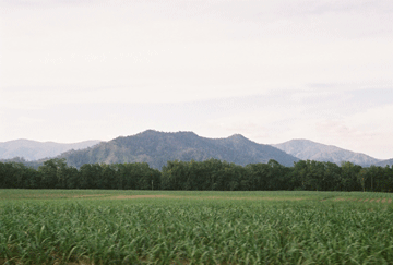 Sugar Cane Field