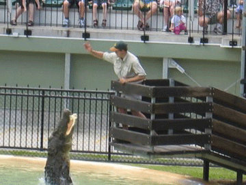 Croc show