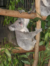 Koala