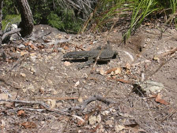 Monitor Lizard
