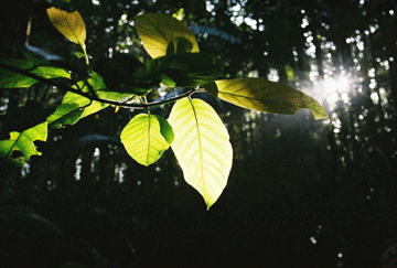 Leaf