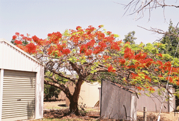 Flame Tree