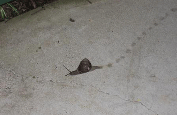 Snail